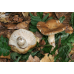 Мицелий Сыроежки миндальной / Сыроежка лавровишневая (Russula laurocerasi)
